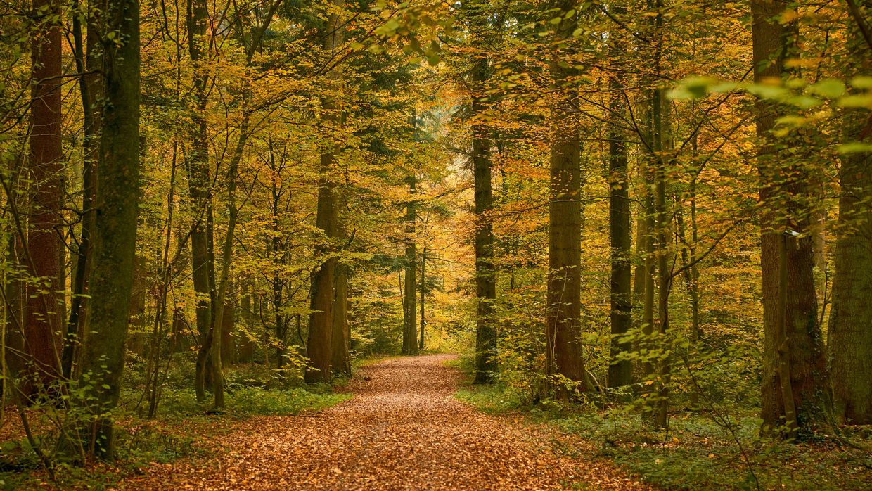 Waldbild Herbst Weiterbildung 