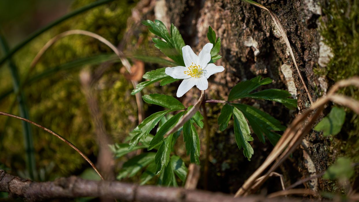 FrühlingWaldLErnende
